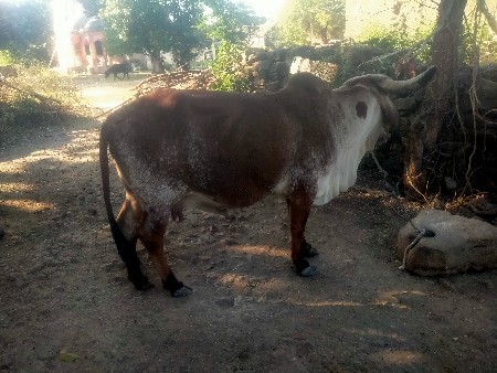 થંબનેલ 2