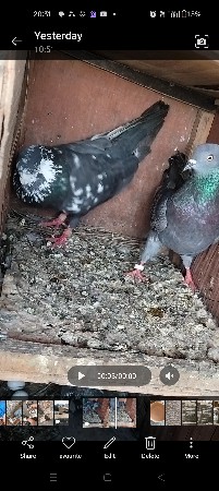 थंबनेल 2