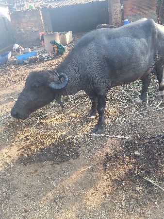 ભેંસ વેચવાની છે