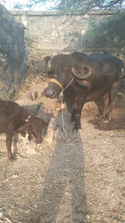 થંબનેલ 2