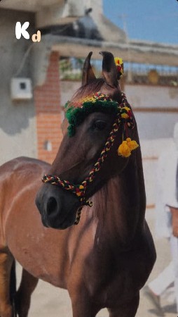 ઘોડી વેચવા ની છે