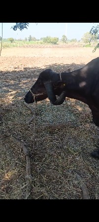 વીસવાનિ સે