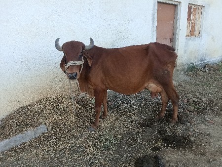 થંબનેલ 3