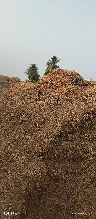 મોગોટુ વેસવાનુ સે  કોરૂ