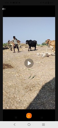 ભેંસ વેચવાની છે