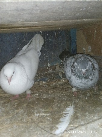 ભાઈ કબુતર ની ત્રણજોડી દેવાની છે