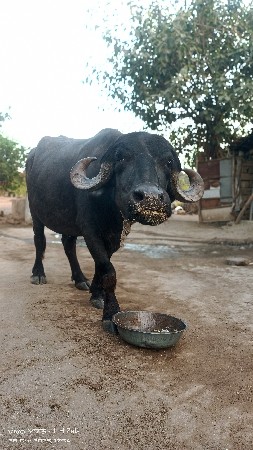 ભેંસ વેચવાની છે