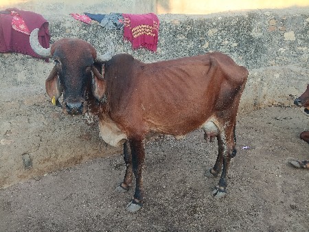 થંબનેલ 3