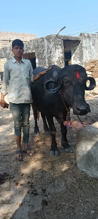 ખડેલી વેચવાની છે