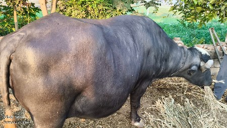 ભેસ વેસવાનિછૈ