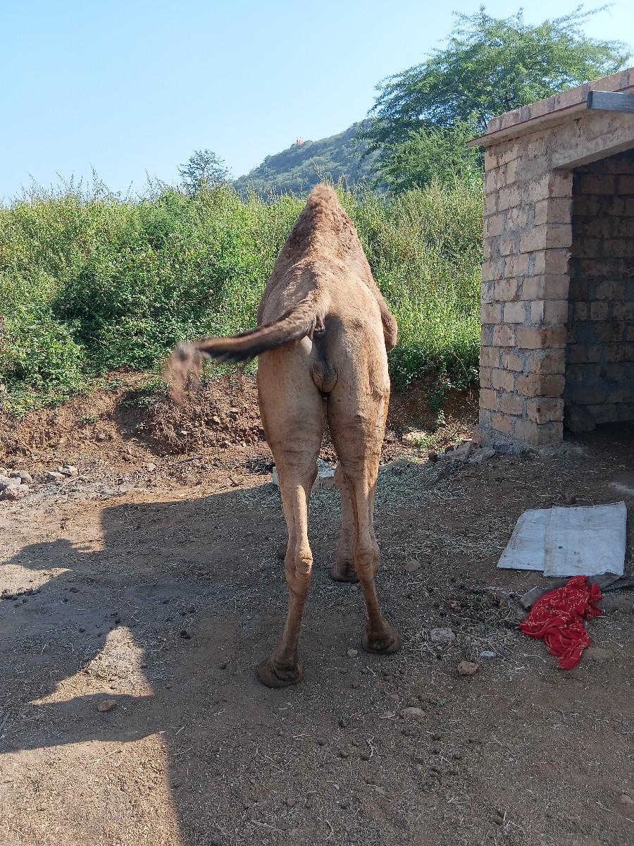 થંબનેલ 3