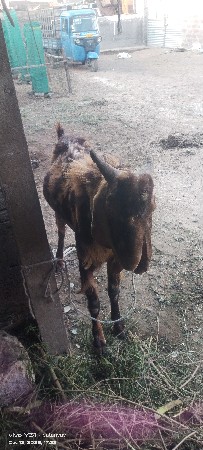 થંબનેલ 2