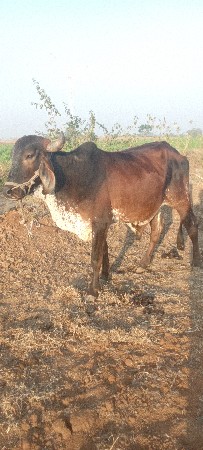 थंबनेल 2