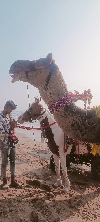 थंबनेल 3