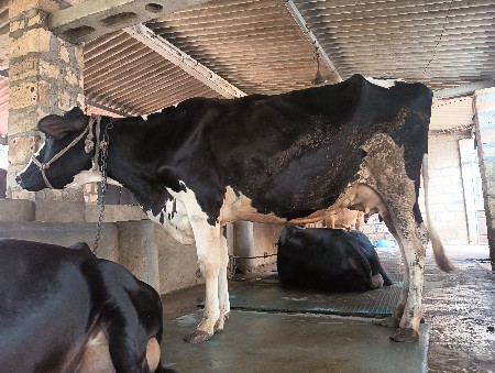 થંબનેલ 1