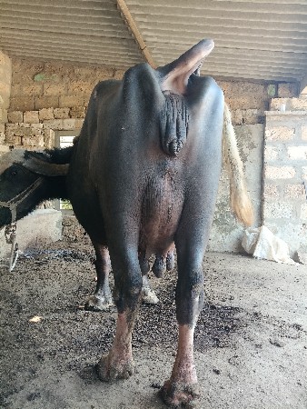 bhains wechvani che neeche