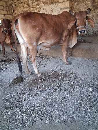 थंबनेल 3