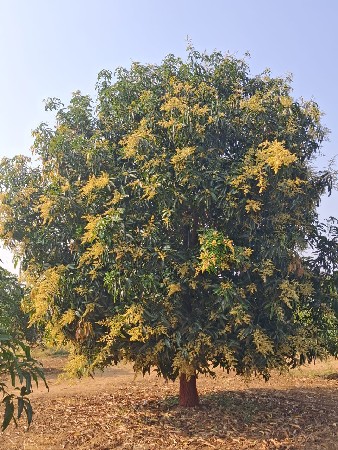 थंबनेल 3