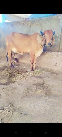 थंबनेल 2