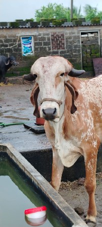 વેચવાની છે