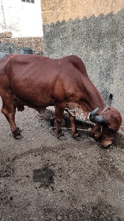 थंबनेल 3