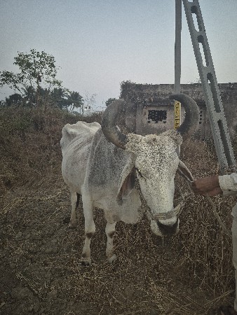 થંબનેલ 2