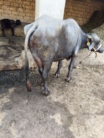 થંબનેલ 2