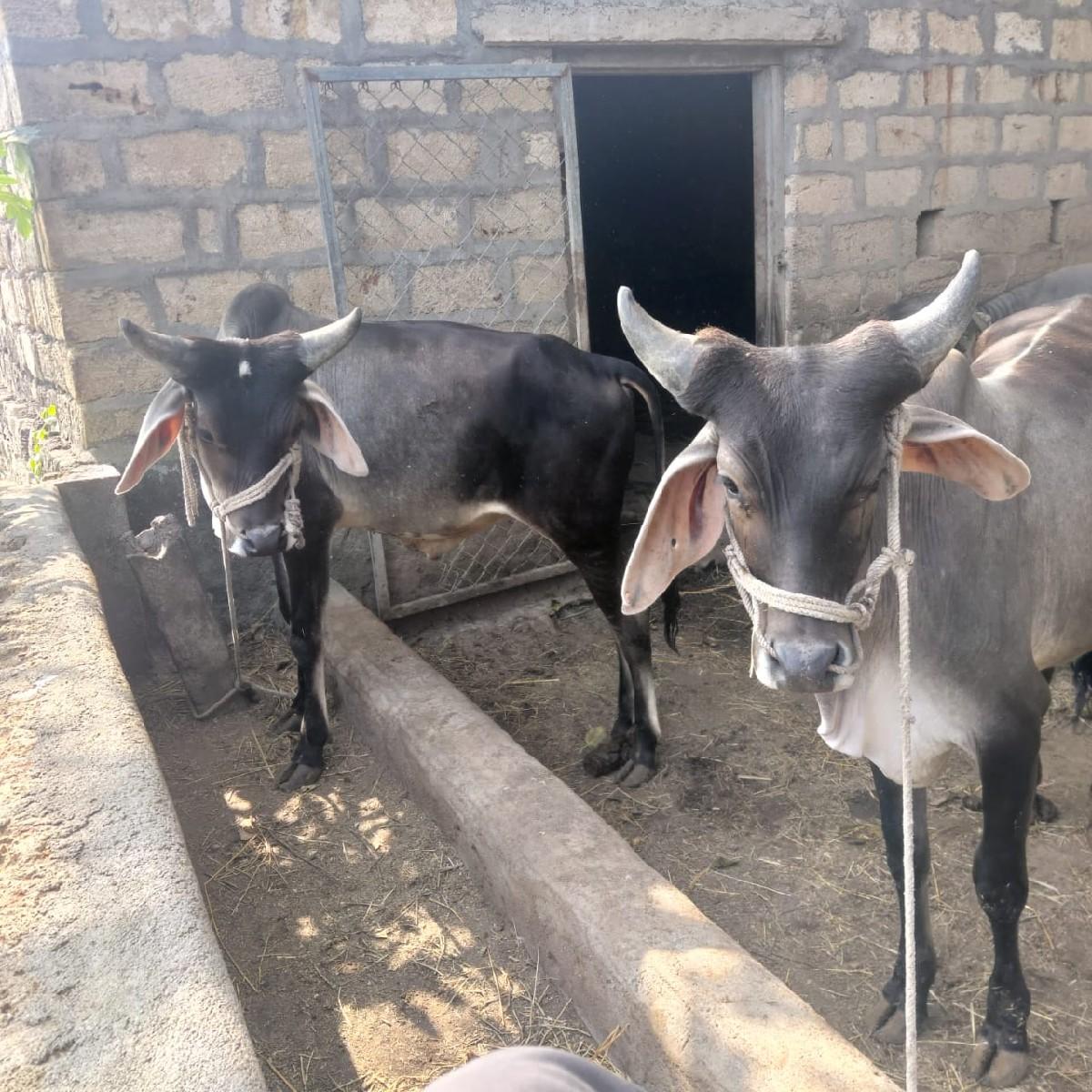 બળદ વેસવાના ગામ મેઘપુર