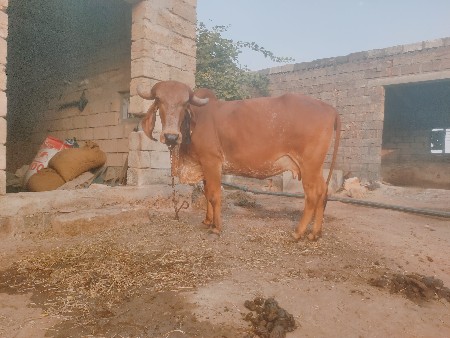 थंबनेल 2