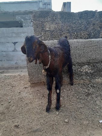 બકરી વેચવાની છે