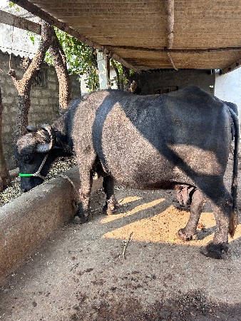 थंबनेल 2