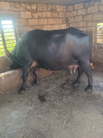 જાફરી ભેંસ વેચવાની છે