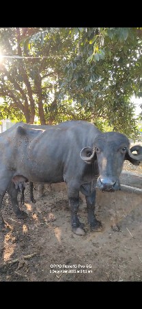 bija vetar ni khaday