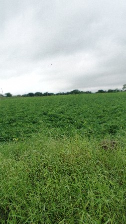 थंबनेल 3