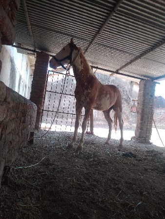 થંબનેલ 2