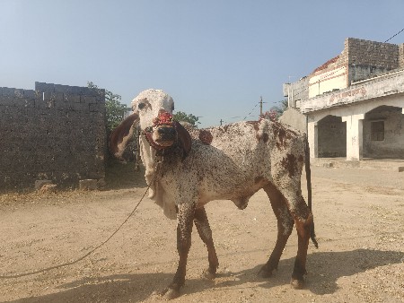 थंबनेल 2