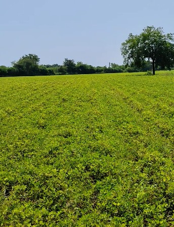 ખેતી ની જમીન વેચવાની છે