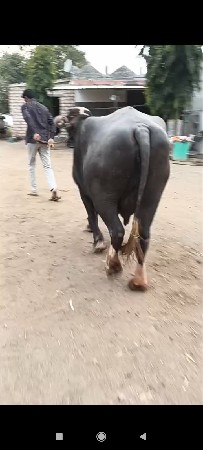 ખડેલી વેચવાની છે