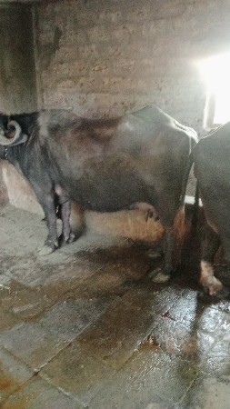 ભેંશ વેચવાની છે ત્રીજું વેતર વીયાસે