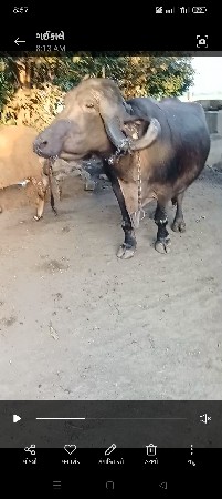 थंबनेल 3