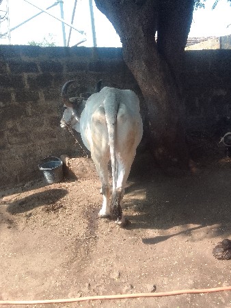 બળદ વેશવાના છે