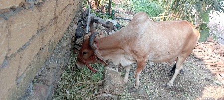 ગાય વેચવાની છે