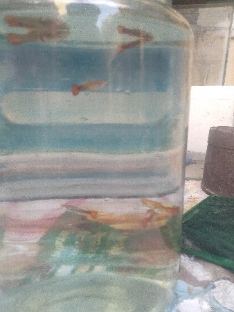 મચ્છી વેચવાની છે