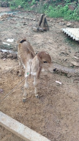 વેચવાની છે બીજું વેતર