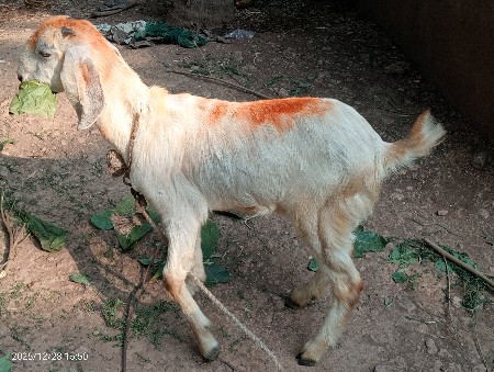 બે બકરી છે. 9712652435