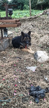 એક વર્ષનો જર્મન શેફર