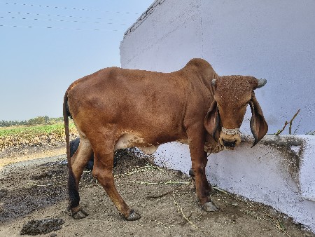 થંબનેલ 3