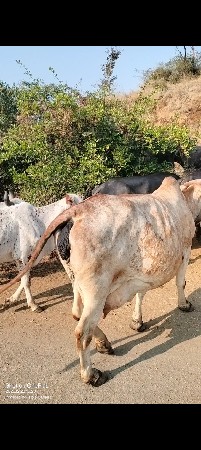 વેસવની સે