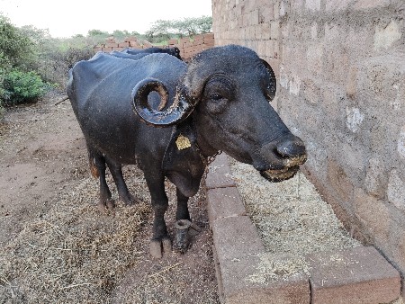 ભેસ વેચવા ની છે