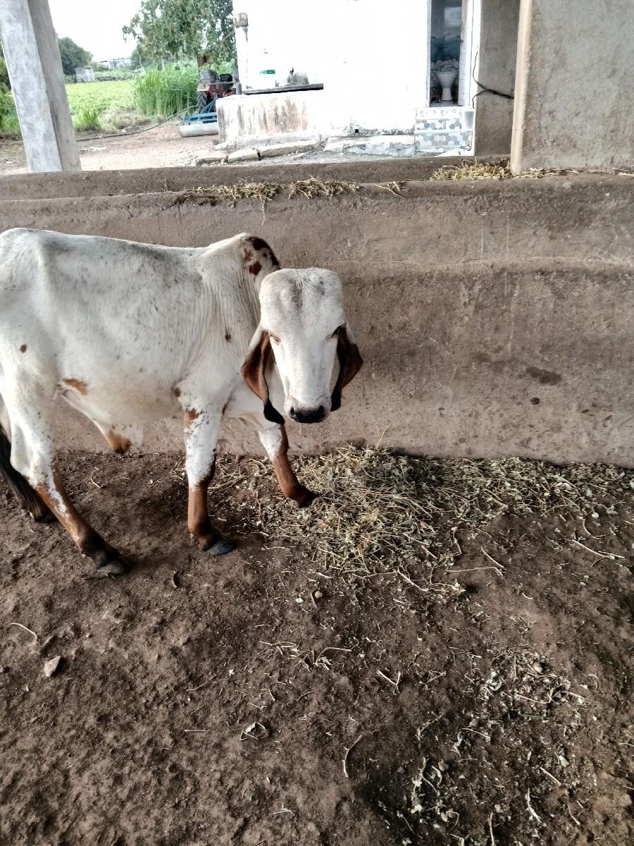 વાસડો આપવાનો છે